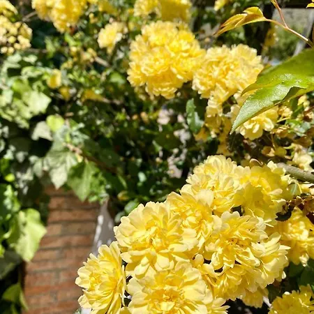 Murmuria Apartamento